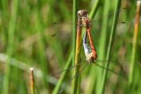 Sympetrum meridionale