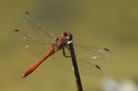 Sympetrum meridionale