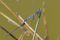 Enallagma cyathigerum