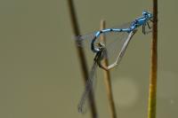 Enallagma cyathigerum