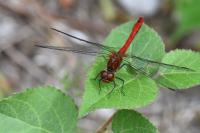 Sympetrum sanguineum