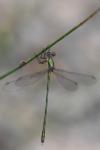 Chalcolestes viridis