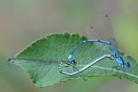 Coenagrion puella