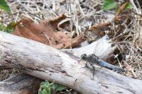 Orthetrum cancellatum
