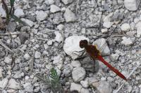Sympetrum sanguineum