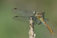 Sympetrum sanguineum