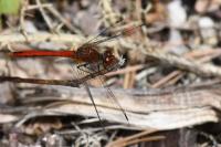 Sympetrum sanguineum