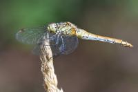 Sympetrum sanguineum