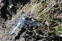 Orthetrum brunneum