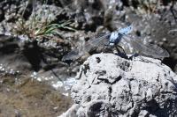 Orthetrum brunneum