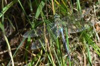 Anax imperator