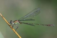Chalcolestes viridis