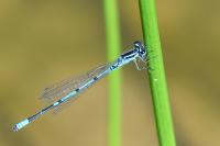 Coenagrion puella