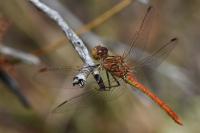 Sympetrum meridionale