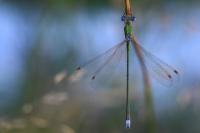 Lestes virens