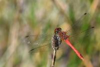 Sympetrum sanguineum