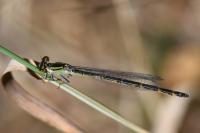 Enallagma cyathigerum
