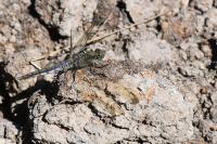 Orthetrum cancellatum