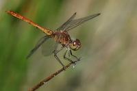 Sympetrum meridionale