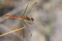 Sympetrum meridionale