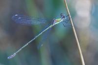 Chalcolestes viridis