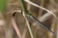 Enallagma cyathigerum