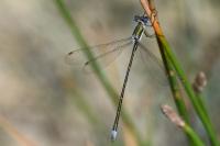 Lestes virens
