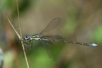 Lestes virens