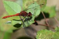 Sympetrum sanguineum