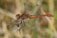 Sympetrum meridionale