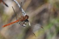 Sympetrum meridionale
