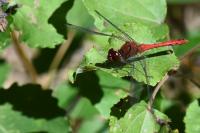 Sympetrum sanguineum