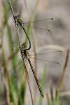 Lestes virens