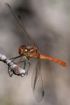 Sympetrum meridionale