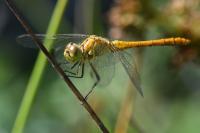 Sympetrum meridionale