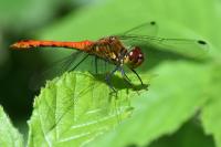 Sympetrum sanguineum