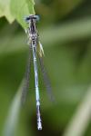 Platycnemis pennipes