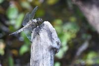 Libellula quadrimaculata