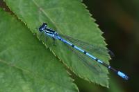 Coenagrion puella