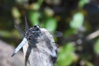 Libellula fulva
