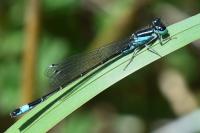 Ischnura elegans