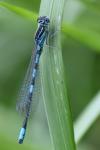 Coenagrion scitulum