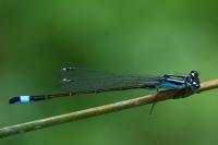 Ischnura elegans