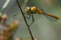 Sympetrum meridionale