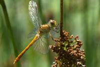 Sympetrum meridionale