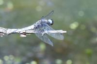 Libellula fulva