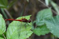 Sympetrum sanguineum