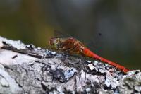 Sympetrum sanguineum