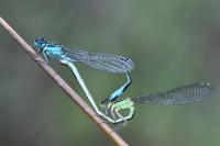 Ischnura elegans