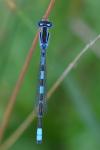Coenagrion scitulum